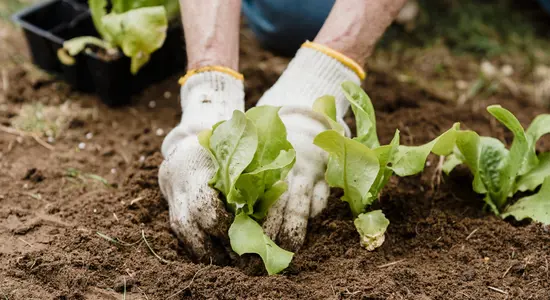 Care For The Planet