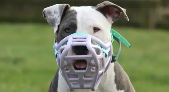 A XL Bully dog.png