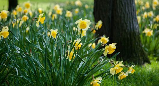 Daffodils blooming in a green area next to a tree.